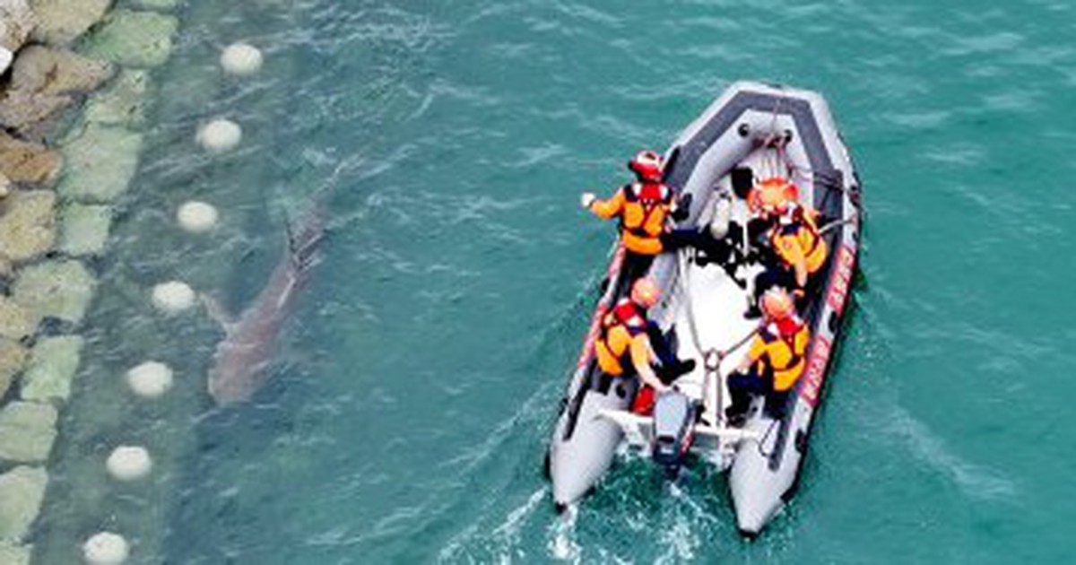 Vừa được giải cứu, cá mập "triệu view" ở Busan lại quay về chỗ mắc kẹt