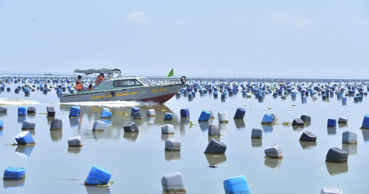 Phát sinh hàng trăm hecta diện tích hàu không phép trên biển ở Đồng Tháp