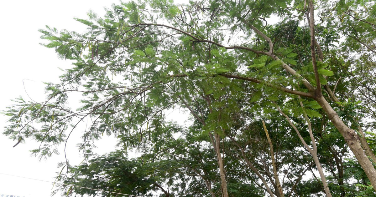 Từ vụ cây phượng ngã chết người tại TP.HCM, cây nào bị cấm trồng trên đường phố?