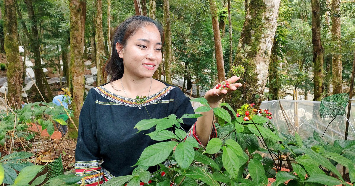 'Quốc bảo' sâm Ngọc Linh có trồng được ở Gia Lai?