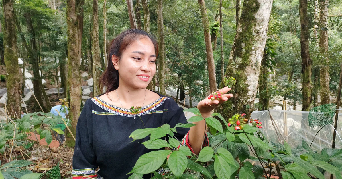 "Quốc bảo" sâm Ngọc Linh có trồng được ở Gia Lai?