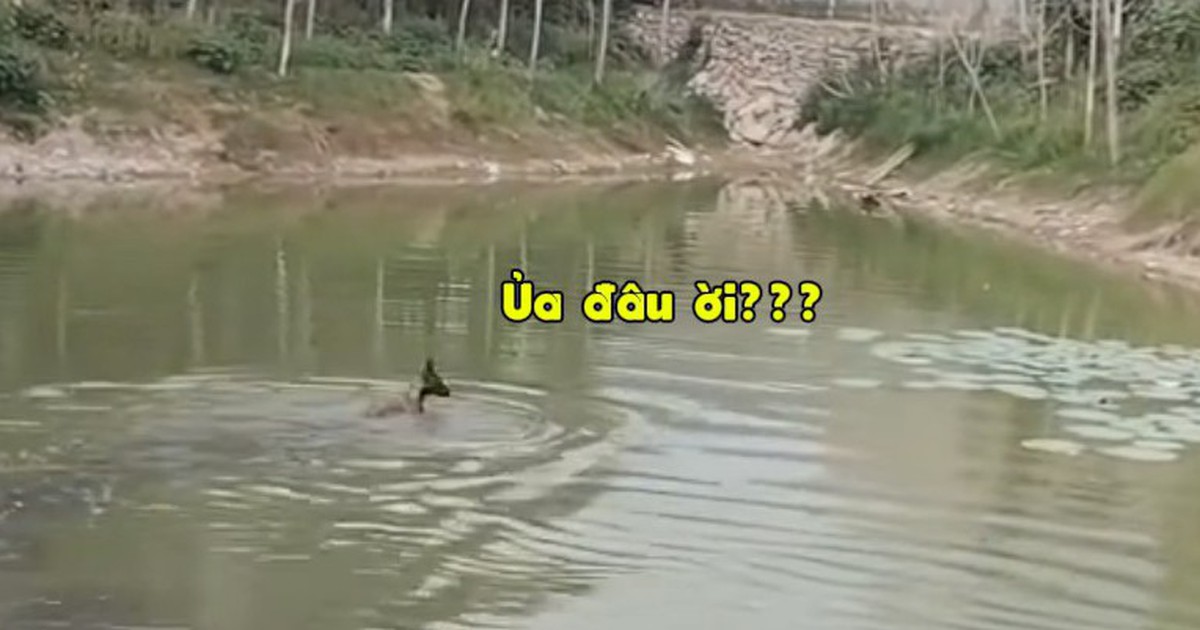 Màn rượt đuổi không cân sức của vịt và chó - Tuổi Trẻ Online