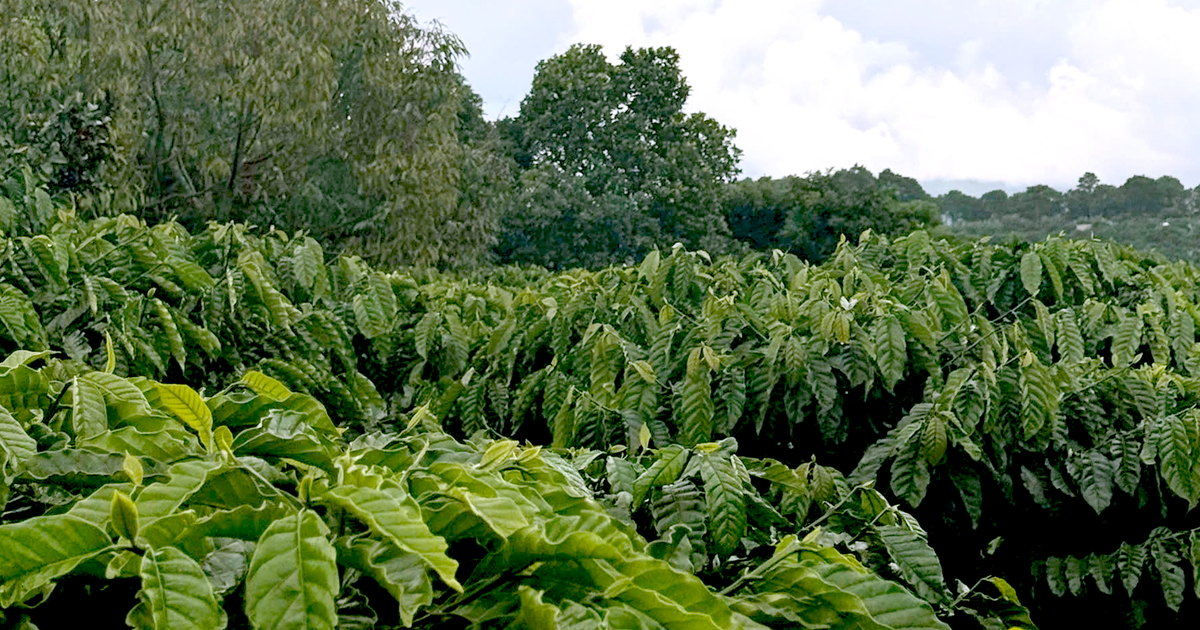 Từ vườn già đến hạt cà phê Robusta giá trị cao ở Nam Ban