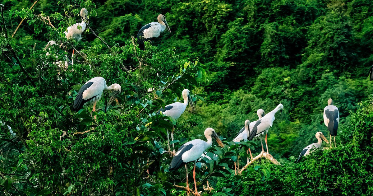 Vietnam: Thung Nham bird park preserves habitat for over 40 species