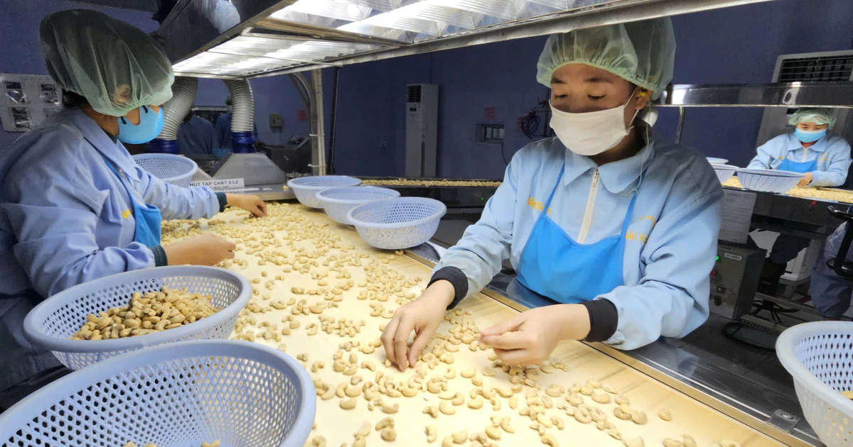 Trung Quốc tăng mua nhưng tại sao ngành điều Việt vẫn gặp khó?