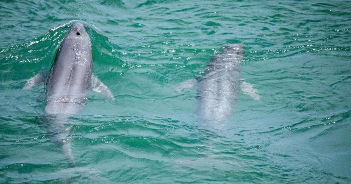 China: Yangtze finless porpoise population increases