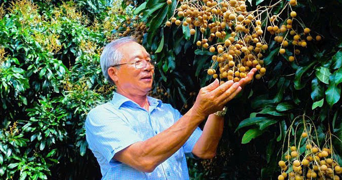 Trồng nhãn xuất khẩu, nuôi ong lấy mật thu nhập tăng thêm hàng trăm triệu mỗi năm