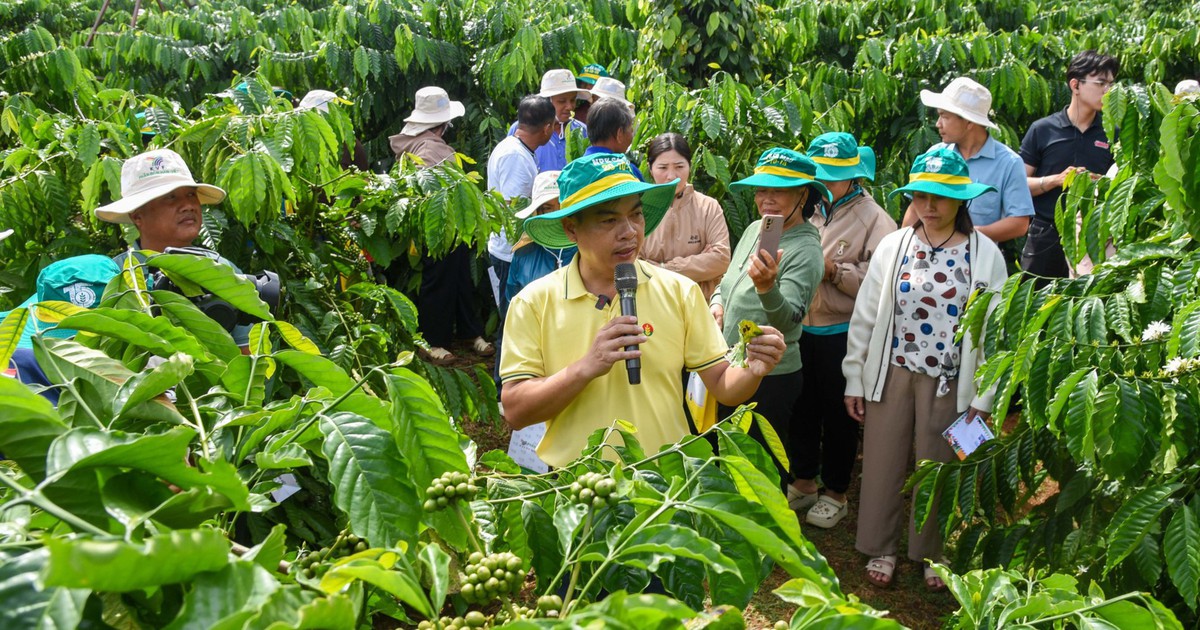 100 nông hộ Lâm Đồng học cách bảo vệ vườn cà phê trước mùa thu hoạch