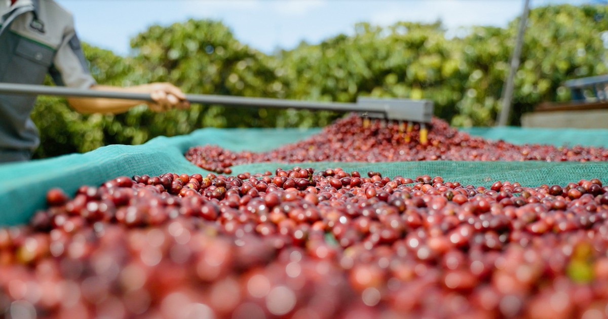 Mời bạn đọc tham gia diễn đàn ‘Làm gì để cà phê Robusta Việt thoát vai 'làm nền'?’