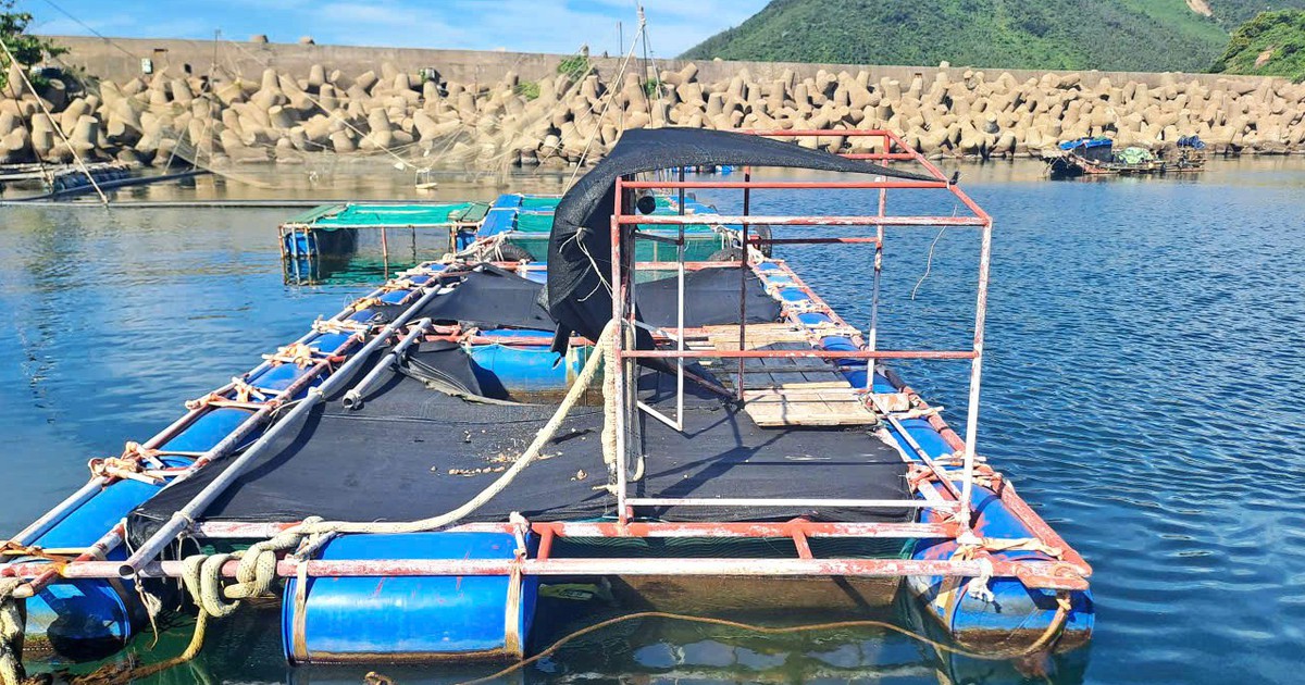 Cá nuôi lồng bè, cá tự nhiên chết dạt vào bờ biển: Các thông số mẫu nước đều nằm trong giới hạn cho phép