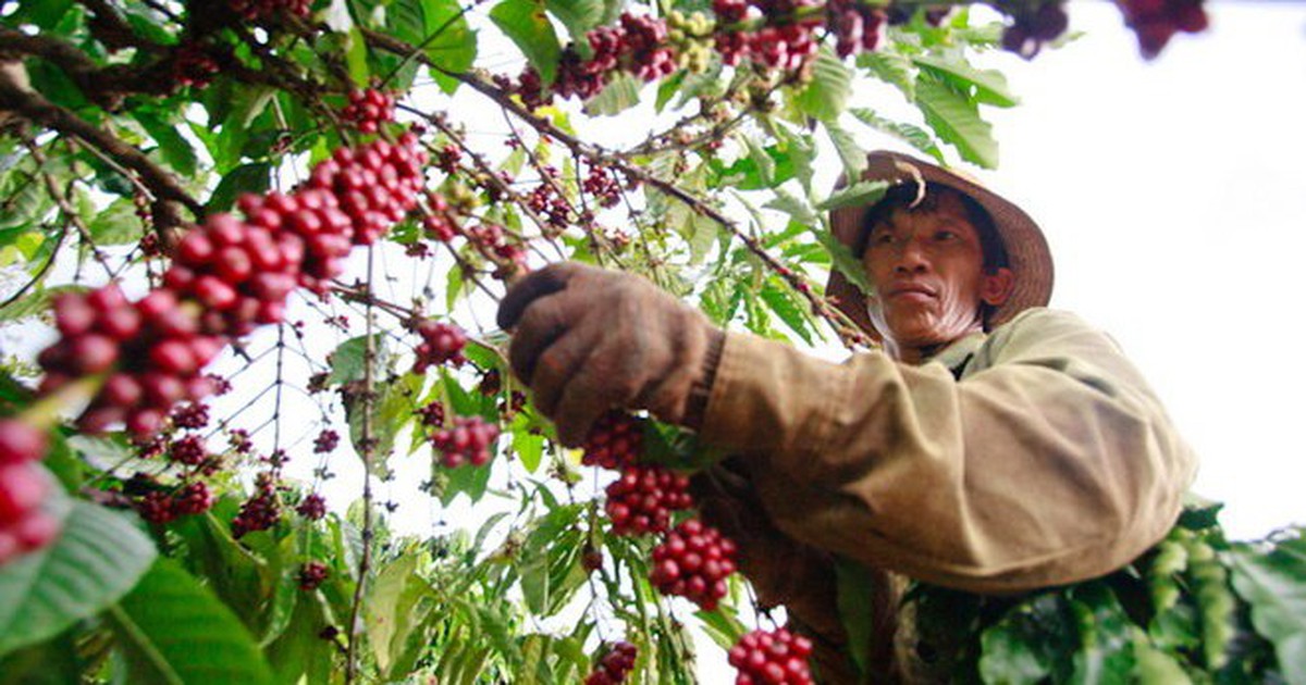 Robusta tuần qua: Đầu vụ giá tăng