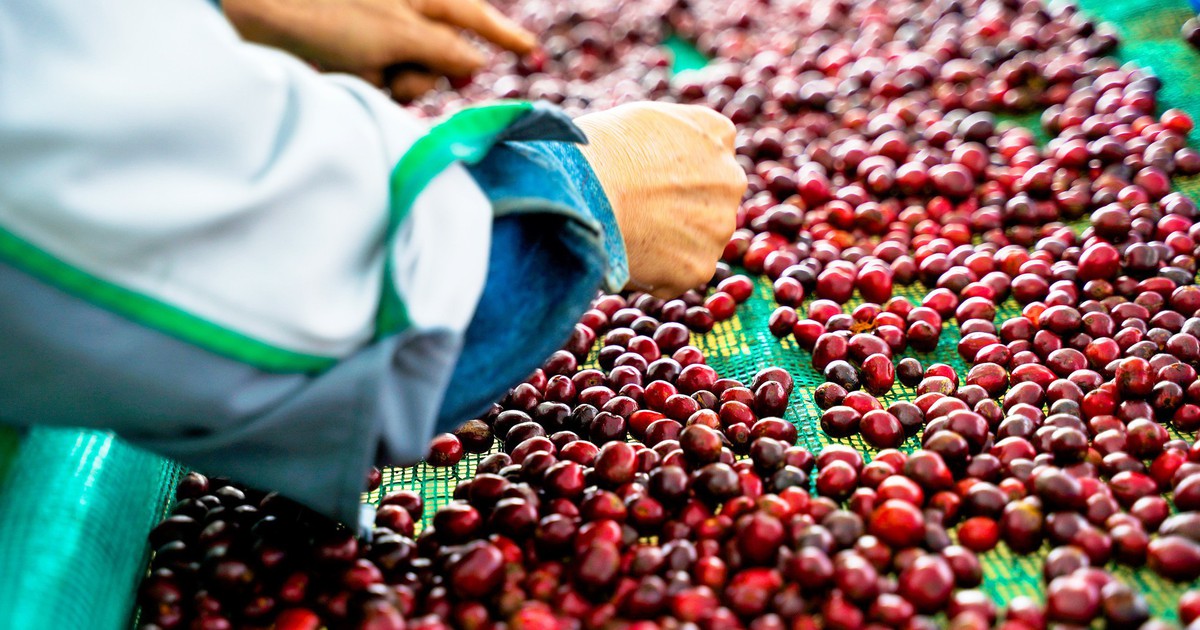 Nâng tầm Robusta Việt: Xây hạ tầng chung cho cả chuỗi, tại sao không?