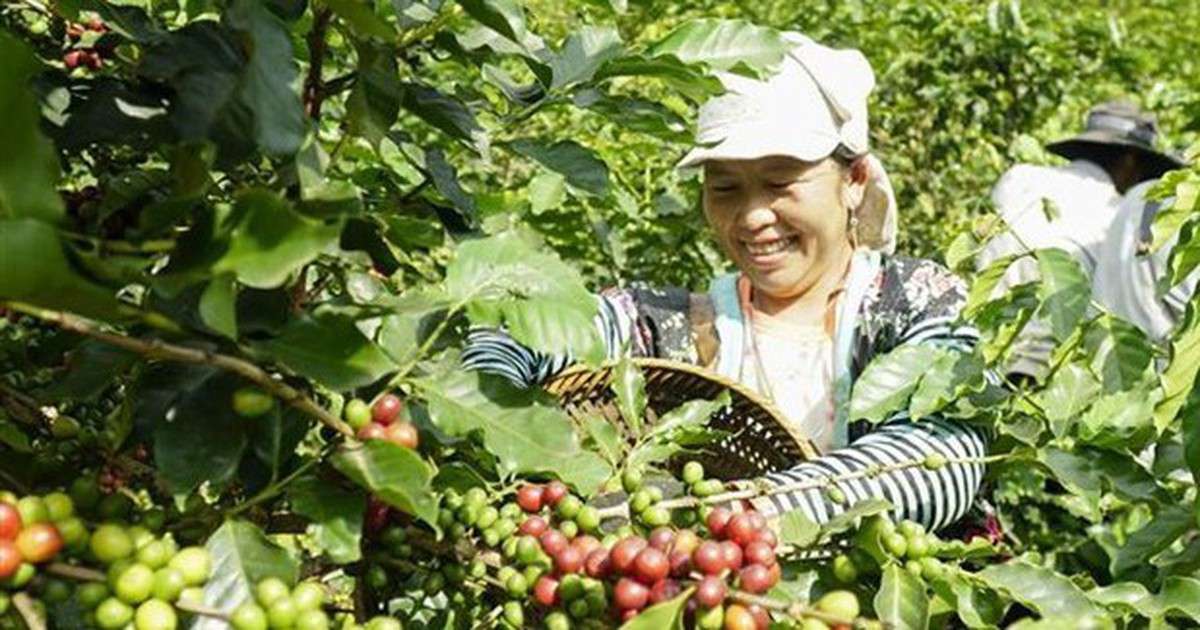 Nâng tầm Robusta Việt: Sản lượng lớn nhưng vì sao vẫn bị hiểu là cà phê 'làm nền'?