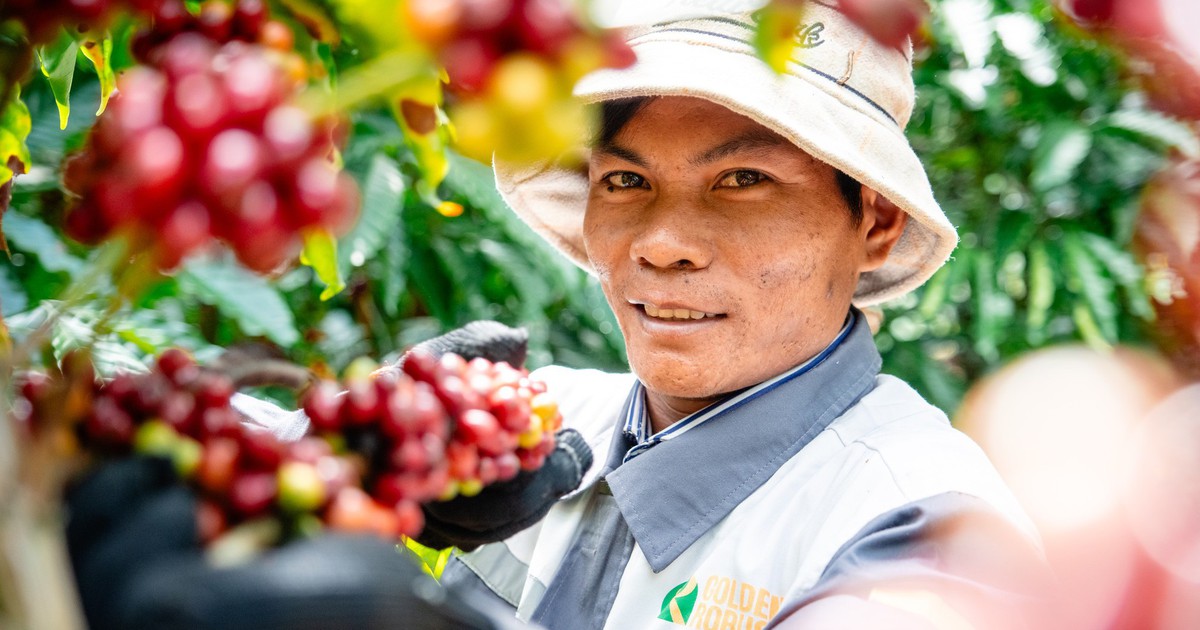 Nâng tầm Robusta Việt: Giữ lại giá trị bằng thương hiệu riêng