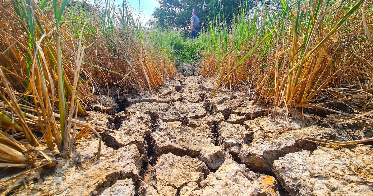 El Nino có thể vượt mốc lịch sử, 85.800ha lúa miền Tây đối mặt hạn mặn