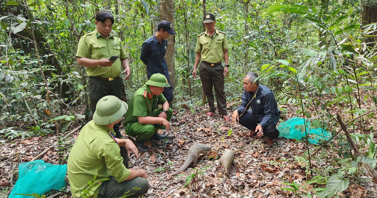 Endangered pangolin, otter, turtles released back into Vietnam forest