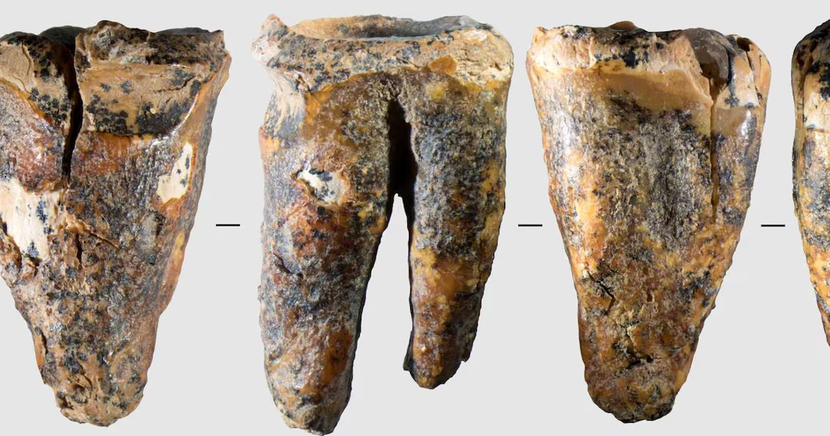 Tooth from Siberian cave reveals Neanderthal dental surgery