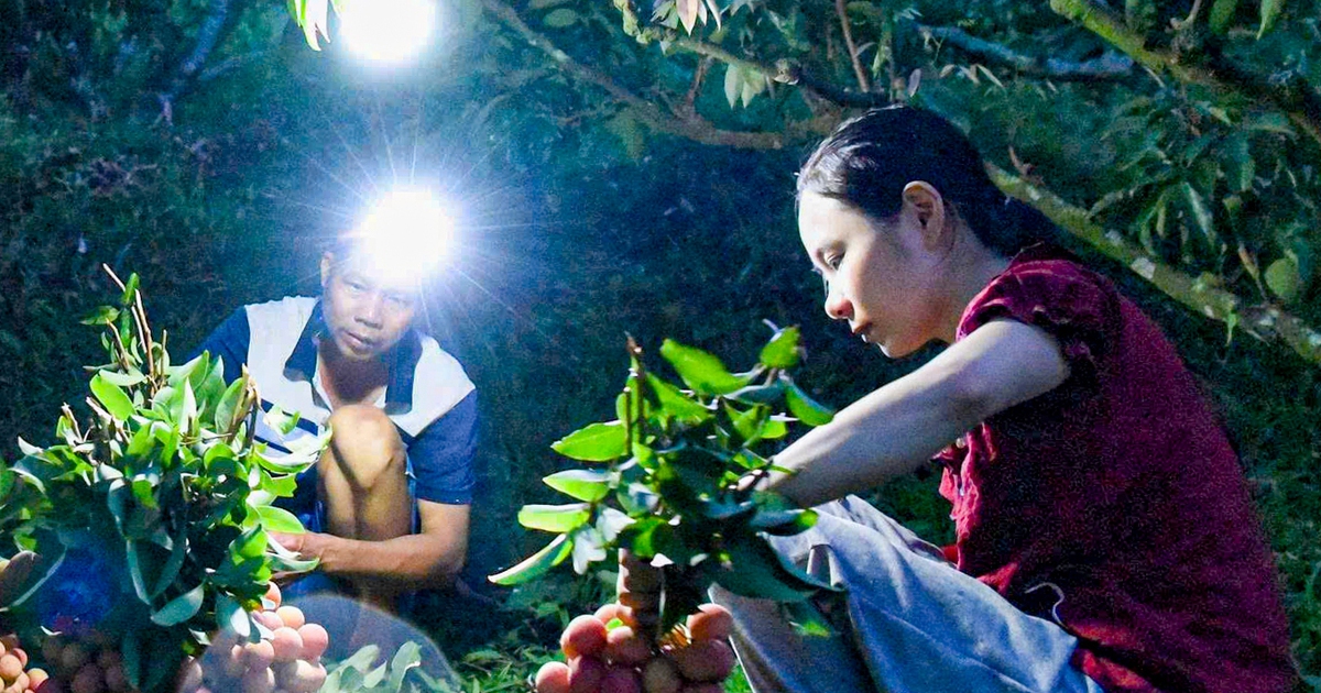 Soi đèn hái vải thiều từ 3h sáng, nông dân vẫn vui vì giá cao