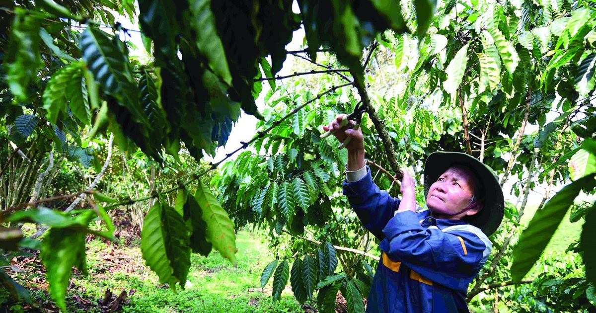 Những người định vị hạt 'vàng' Robusta ở xứ B'Lao