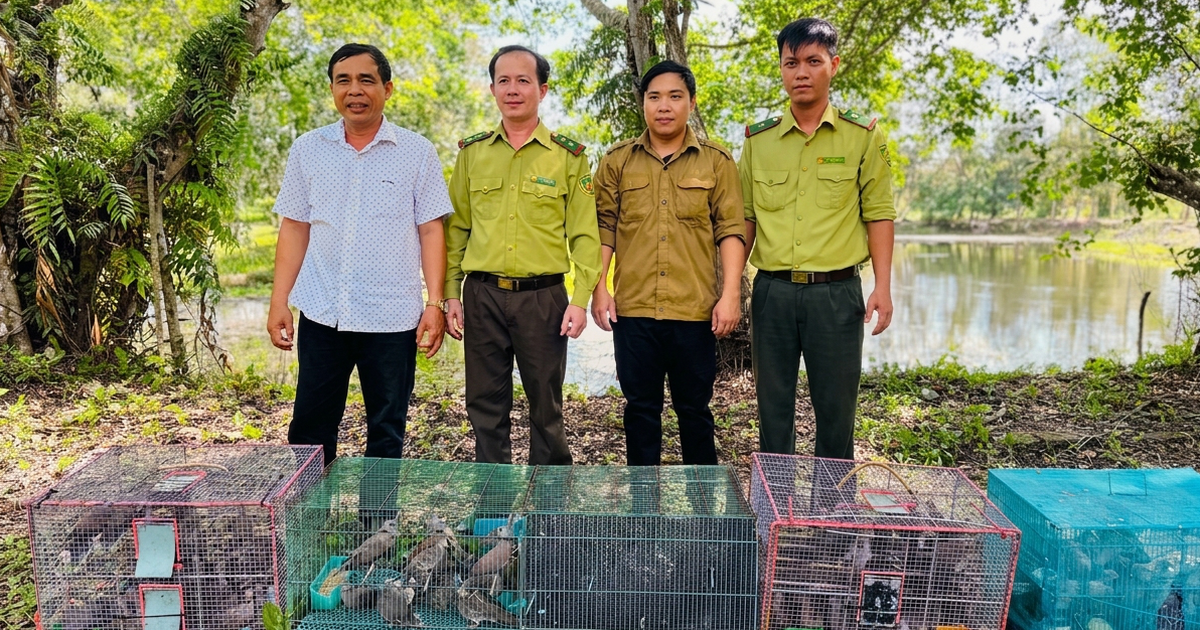 500 chim cu đất bị buôn bán trái phép được thả về rừng U Minh Thượng