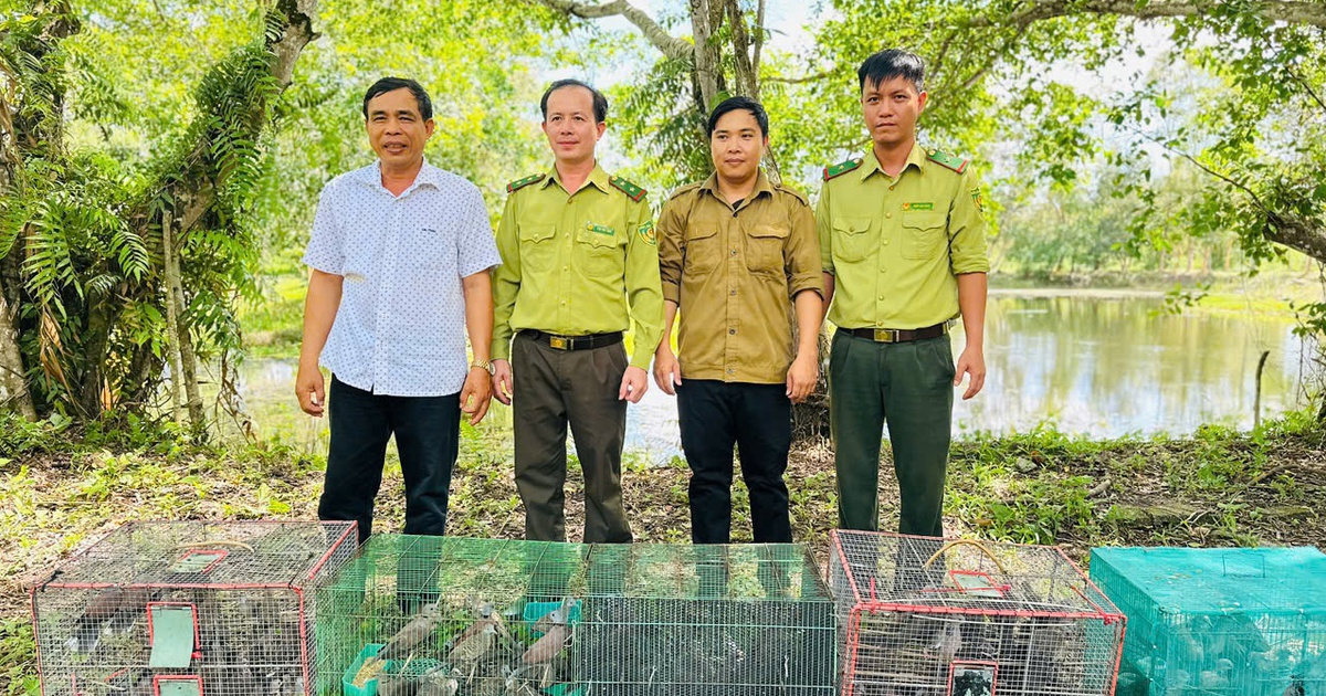500 chim cu đất bị buôn bán trái phép được thả về rừng U Minh Thượng