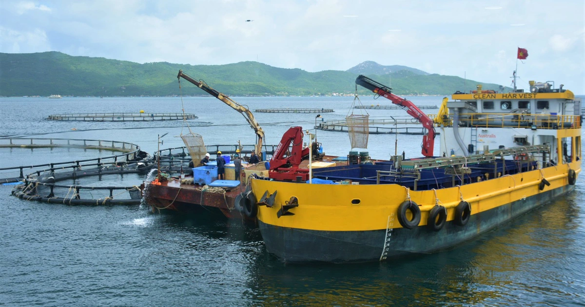 Sẽ có tiêu chuẩn Việt Nam cho nuôi cá biển công nghiệp
