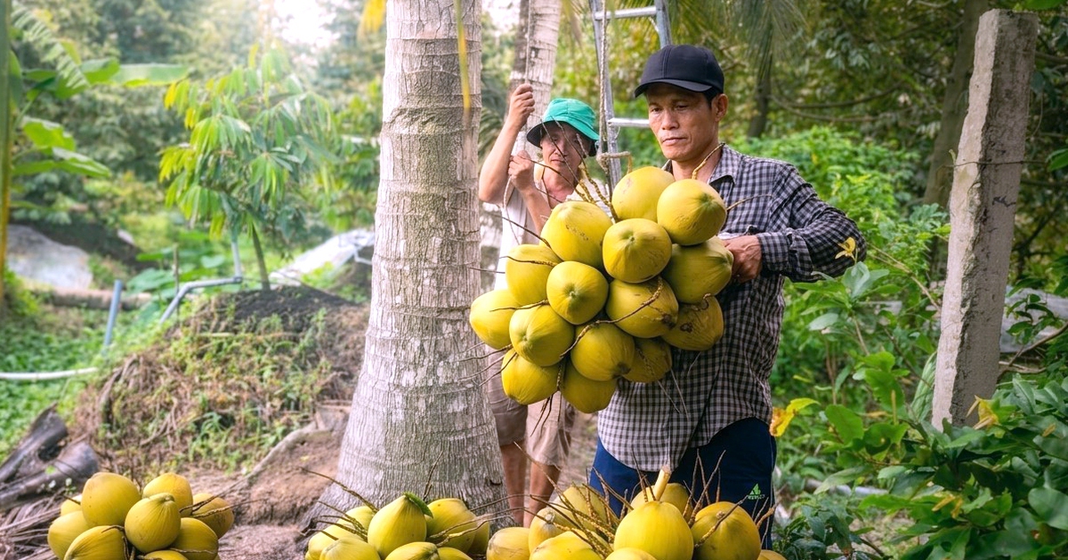 Nhiều loại trái cây ở miền Tây giảm giá mạnh, nhà vườn buồn hiu