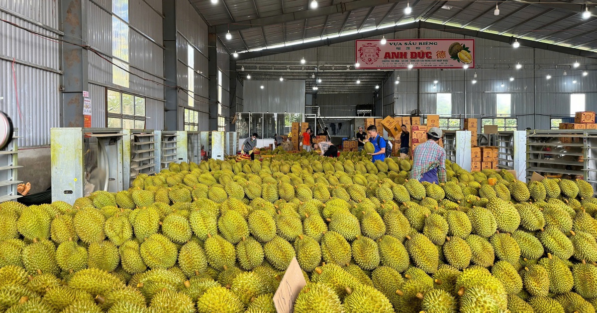 Gỡ 'nút thắt' logistics cho sầu riêng