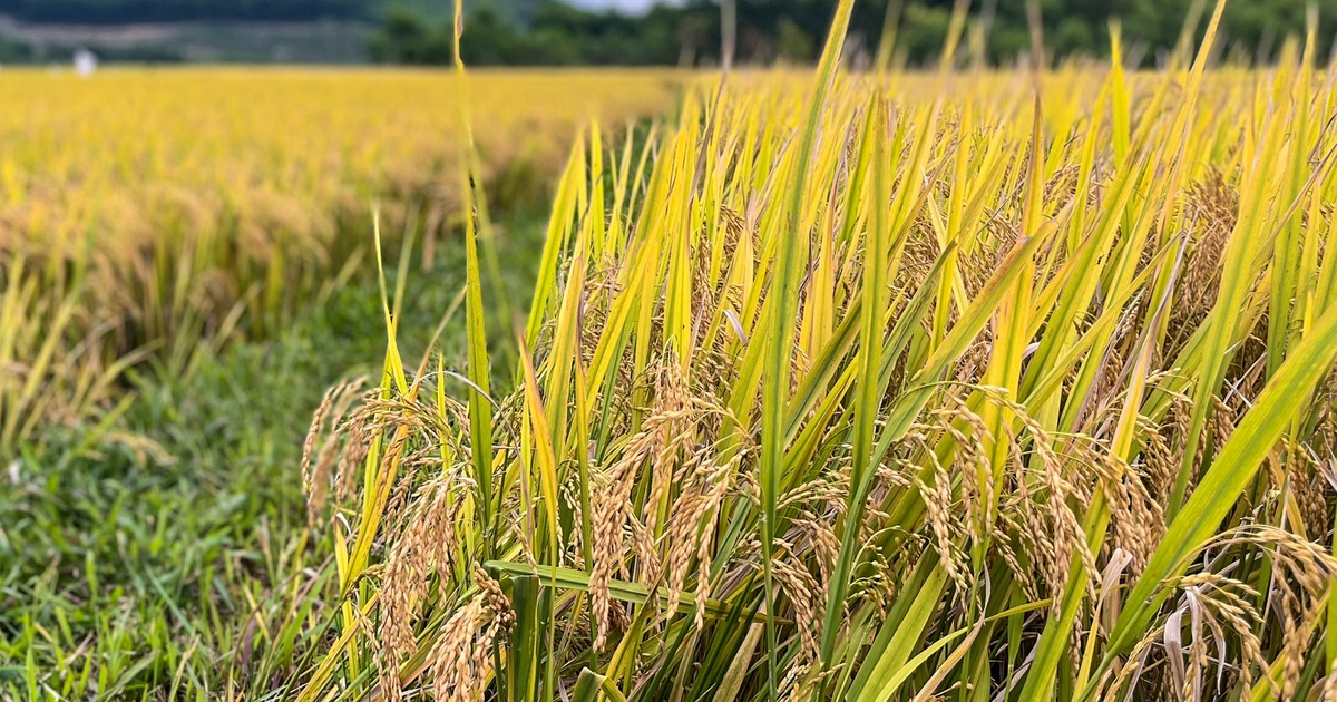 Giữ cây lúa là giữ lợi thế chiến lược của Việt Nam
