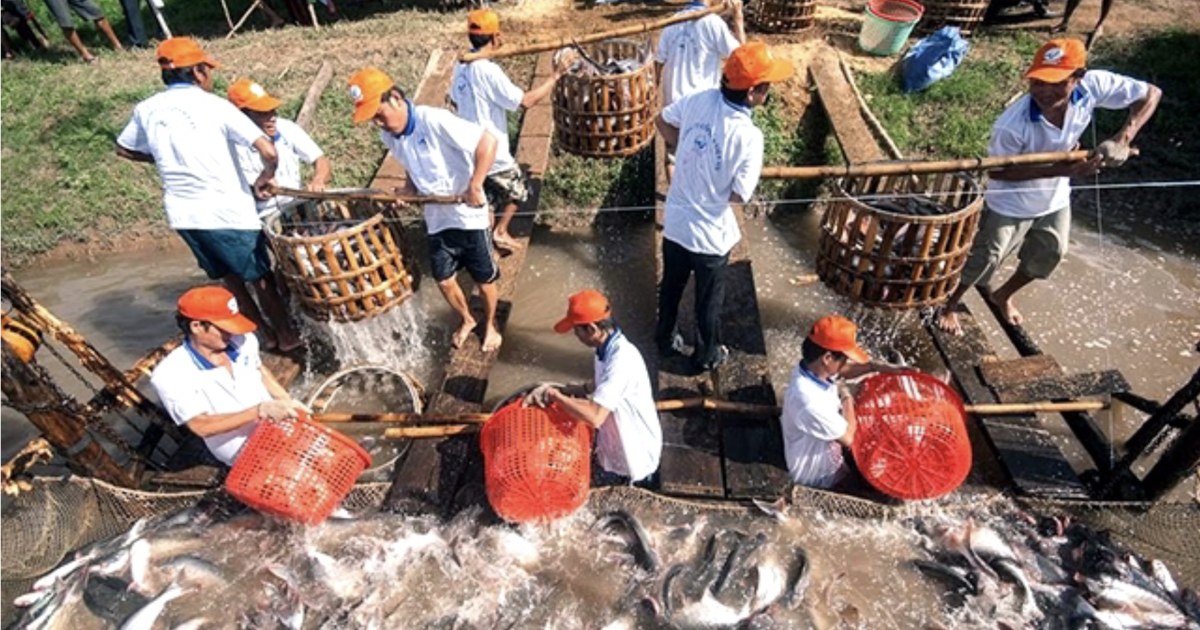 Con cá tra và giấc mơ đưa nông nghiệp Việt Nam ra thế giới