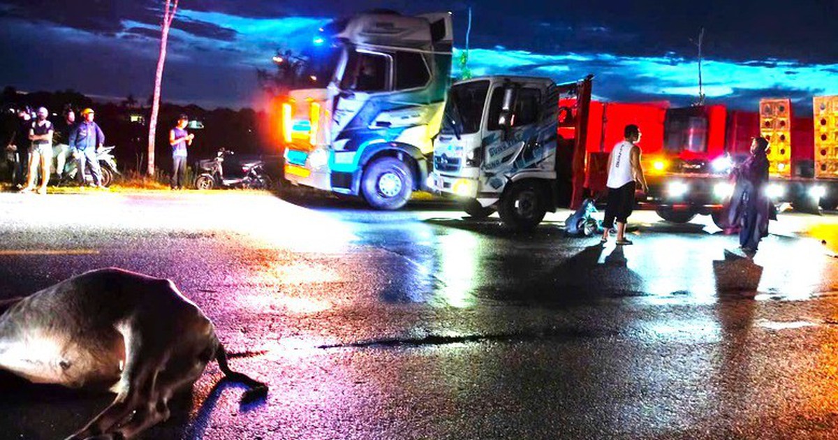 Nam sinh viên trường luật bị xe tông sau va chạm với trâu thả rông