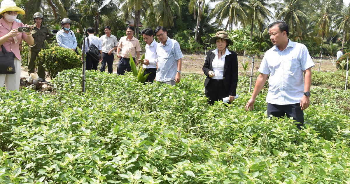 Đồng Tháp chỉ đạo tiêu hủy rau màu bị chết bất thường, tuyết đối không bán ra thị trường