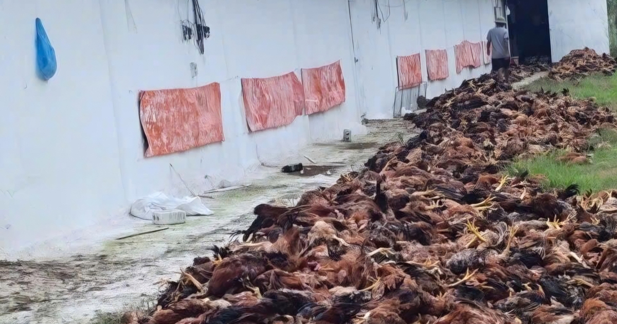 10.000 con gà nuôi chết ngạt sau khi trang trại bị chập điện