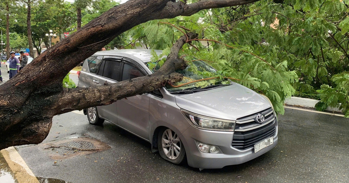 Cây xanh bật gốc đè ô tô 7 chỗ
