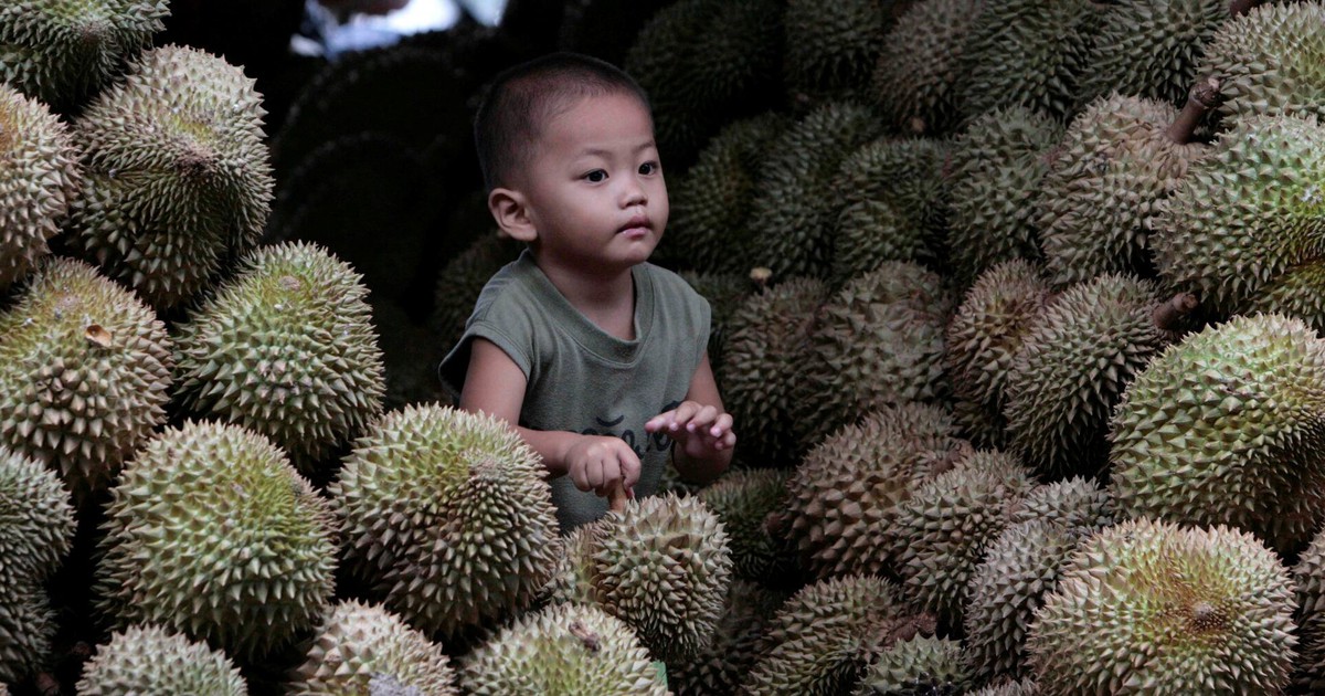 Bùng nổ 'tiệc sầu riêng' ở Malaysia vì được mùa nhưng mất giá
