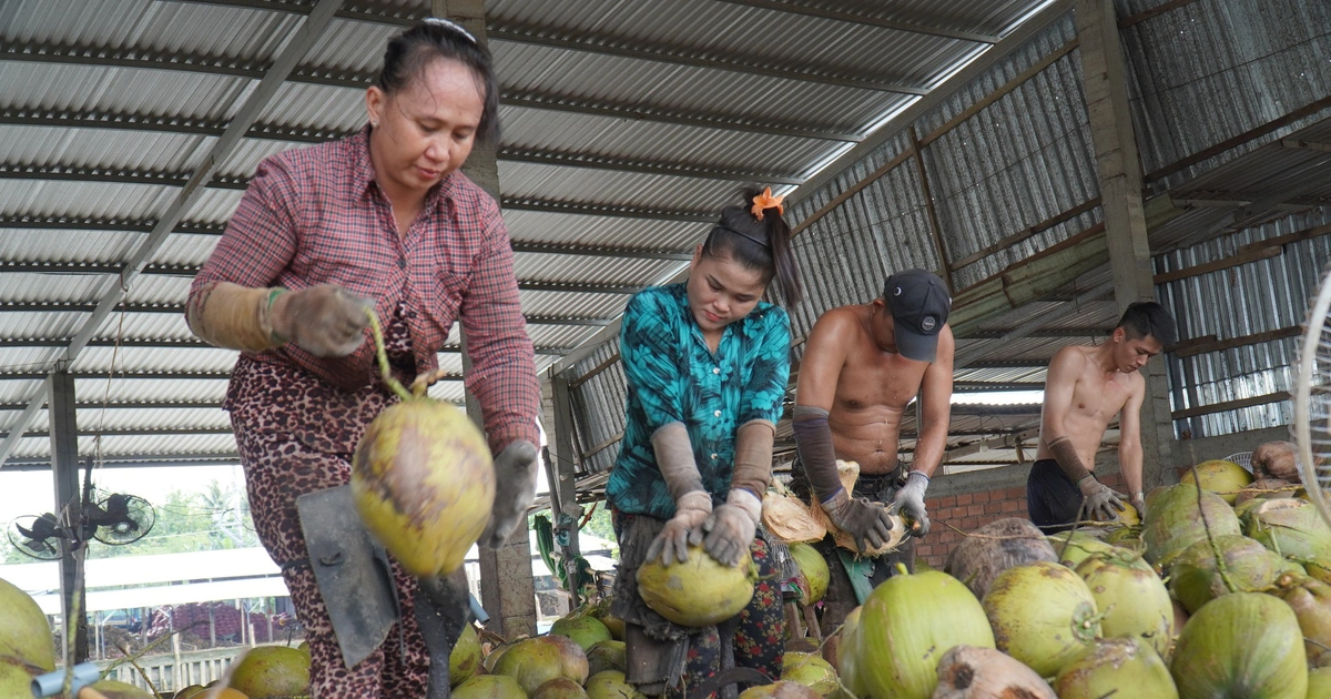 Giá dừa rớt, nông dân miền Tây than bán 1 trái chưa mua nổi ly trà đá