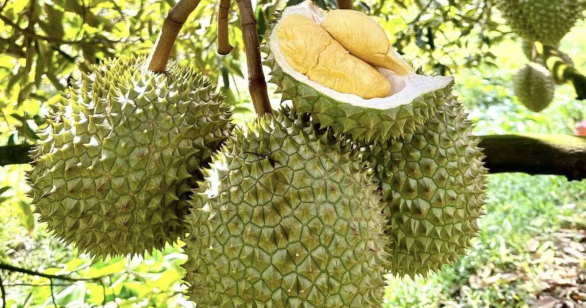 Dự kiến rút ngắn thời gian cấp mã số vùng trồng nông sản, không nới lỏng quản lý