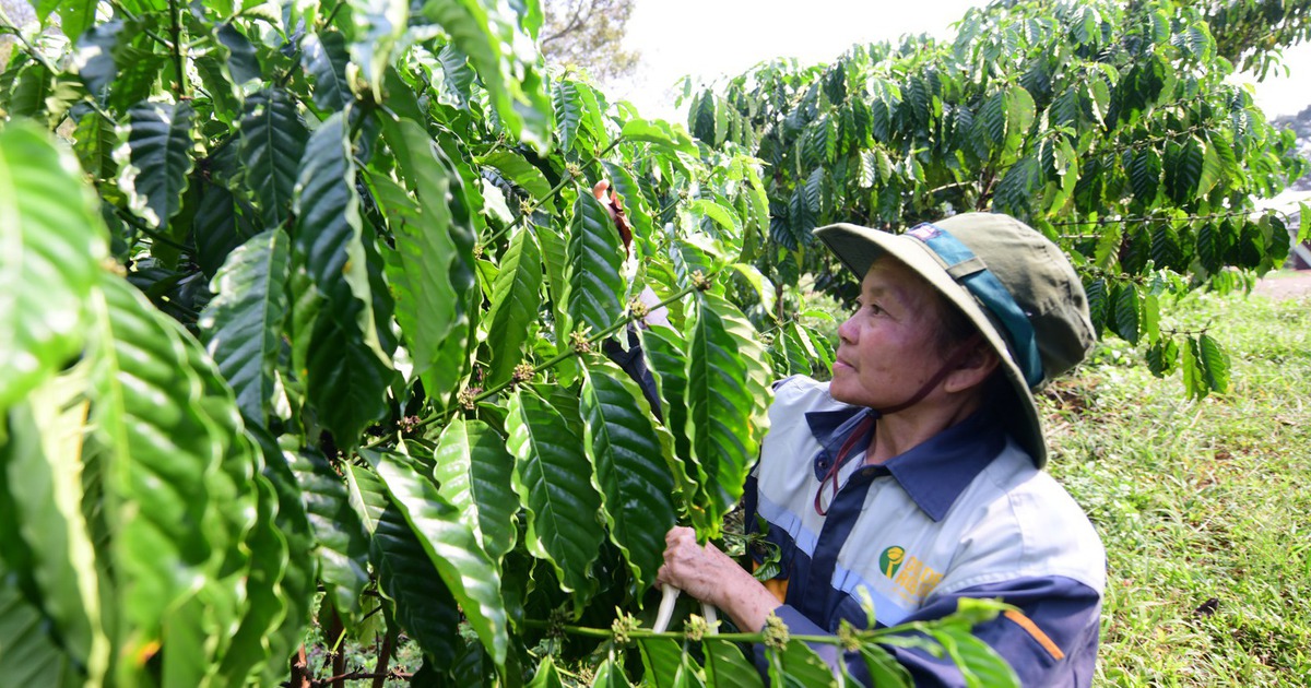 Chỉ còn 5 tháng để doanh nghiệp tuân thủ quy định chống phá rừng, cần lưu ý gì?