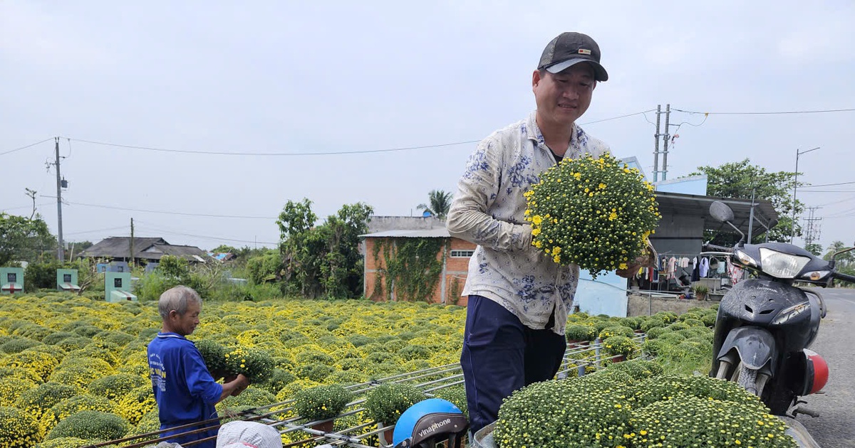 Chợ Lách thí điểm 'xã thương mại điện tử' đưa cây giống, hoa kiểng lên TikTok Shop