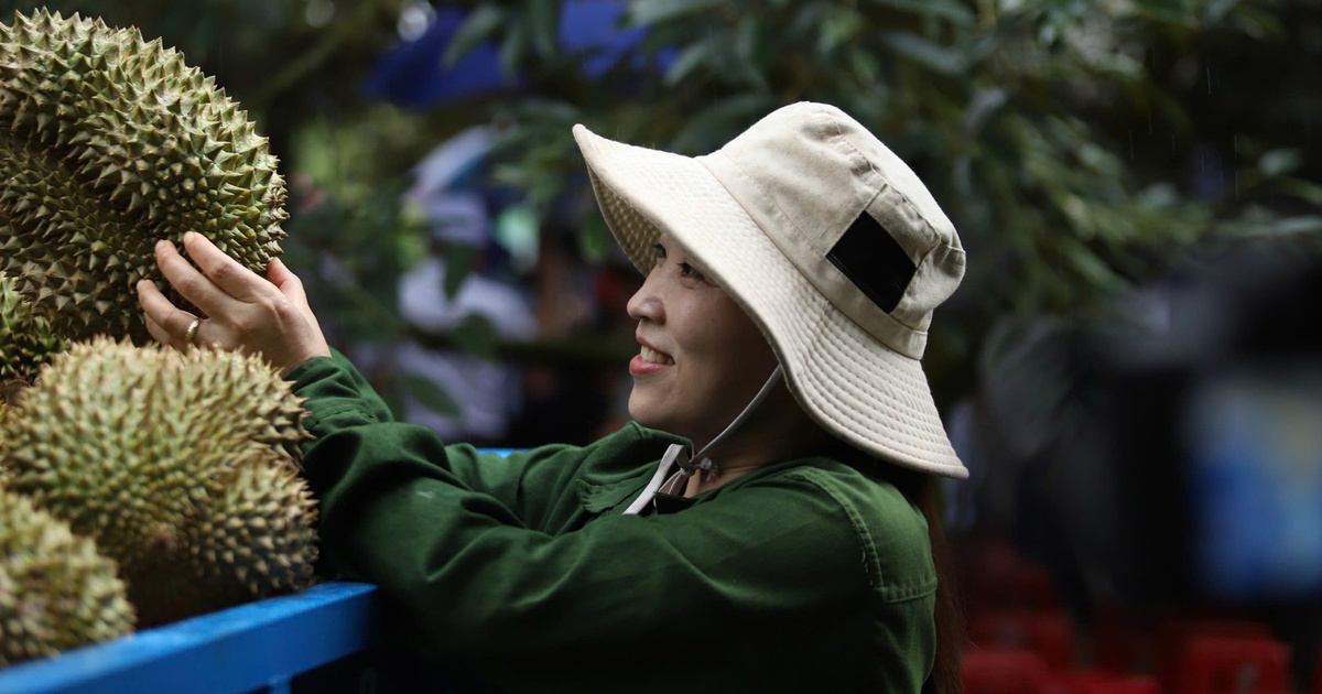 Gỡ điểm nghẽn cho sầu riêng: Muốn giữ thị trường phải quản đến từng hộ trồng