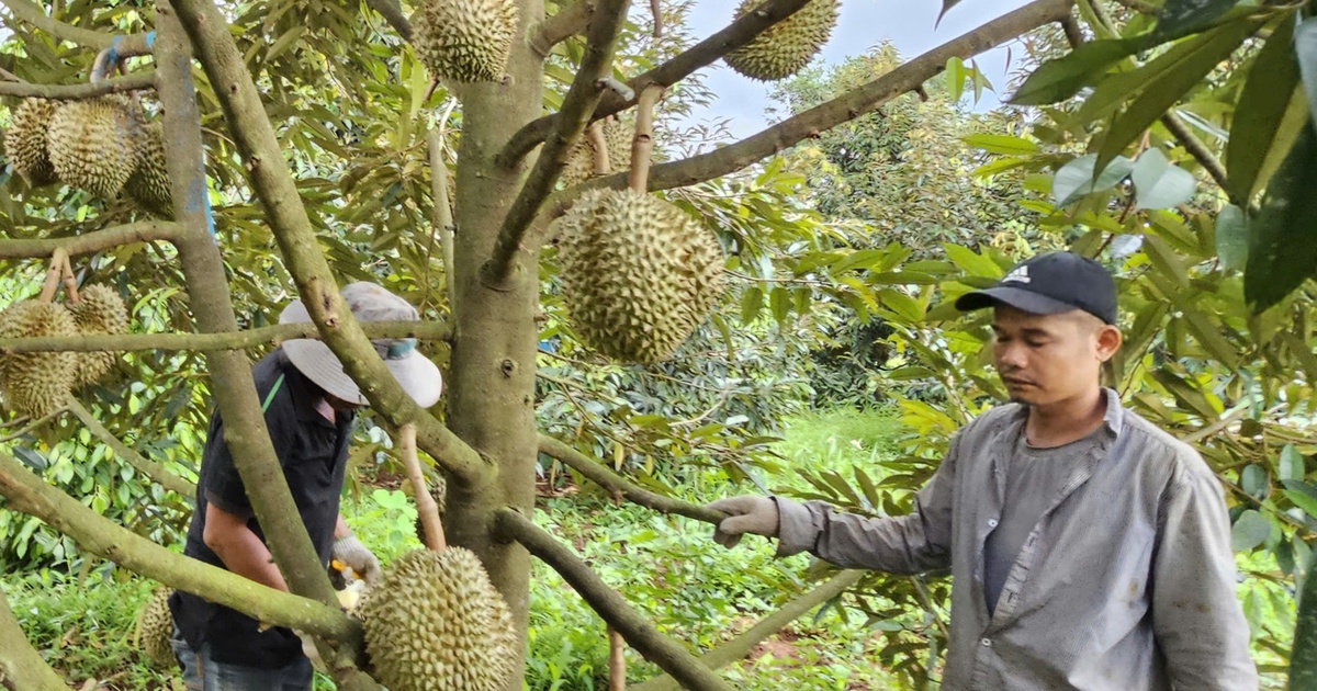 Thị trường TP.HCM 15-7: Giá cà phê Robusta tăng, Arabica giảm mạnh; sầu riêng khuyến mãi rầm rộ