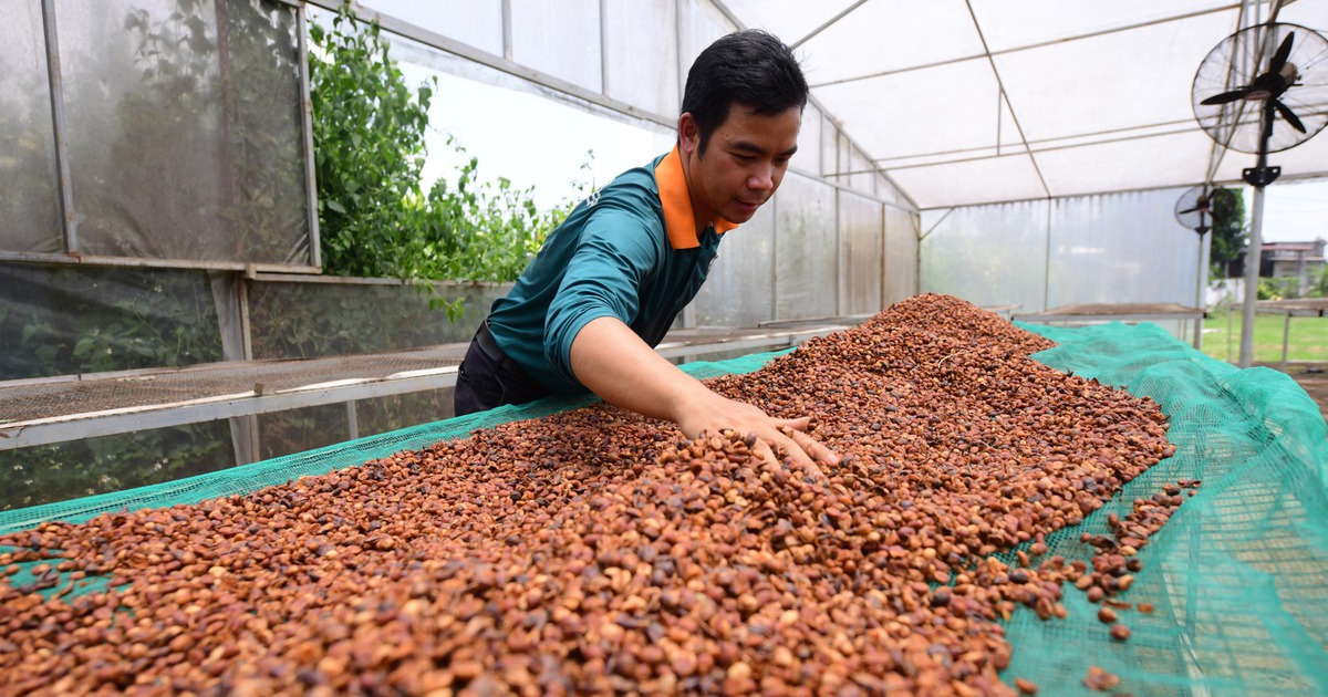 Tăng tốc đáp ứng EUDR, cà phê Việt vẫn ngóng hướng dẫn