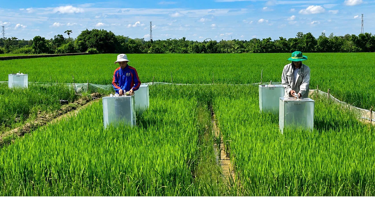 Trồng lúa Nhật trên đất miền Tây