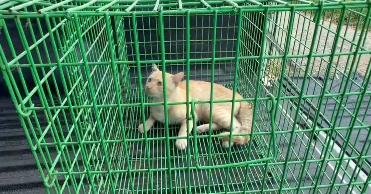 Hô hấp nhân tạo để 'hồi sinh' chú mèo bị xe tông, 2 tình nguyện viên nhận mưa lời khen