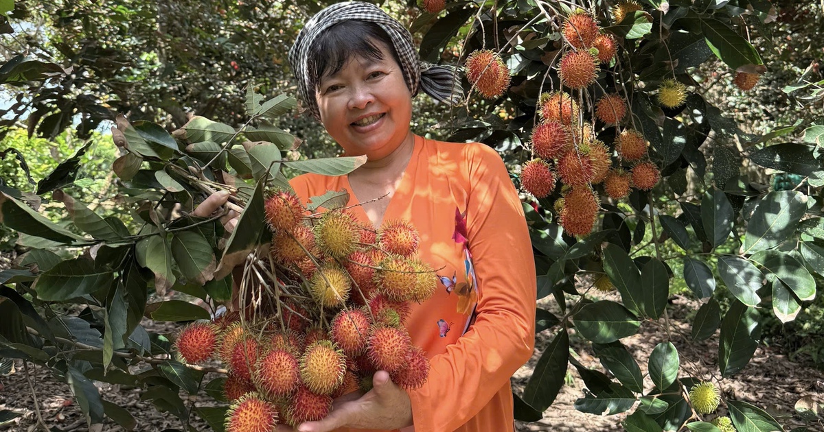 Sầu riêng, chôm chôm, măng cụt miền Tây đồng loạt rớt giá, nhà vườn than 'làm cả năm không công'