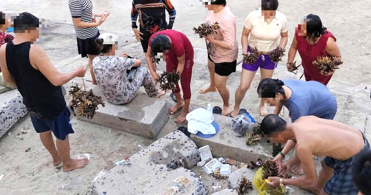 Dù có biển cấm, du khách vẫn bẻ san hô ở biển Hòn Chồng mang về