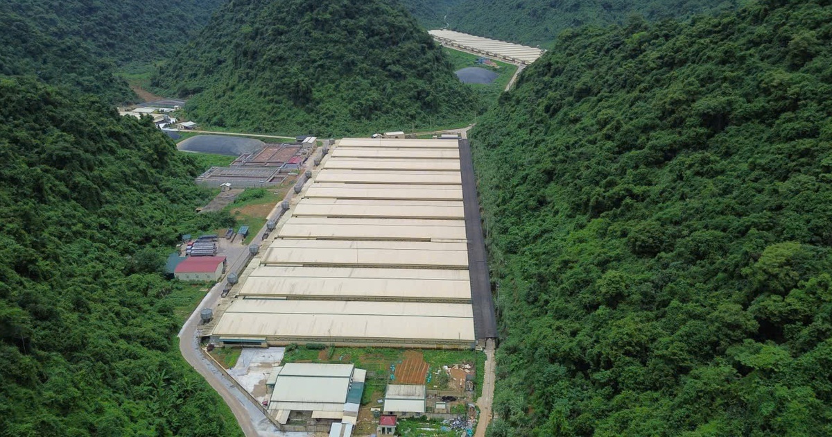 3 người chết trong trang trại nuôi heo ở Thanh Hóa