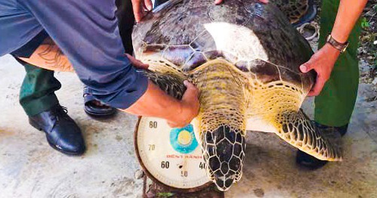 Thả con vích nặng hơn 50kg về lại biển