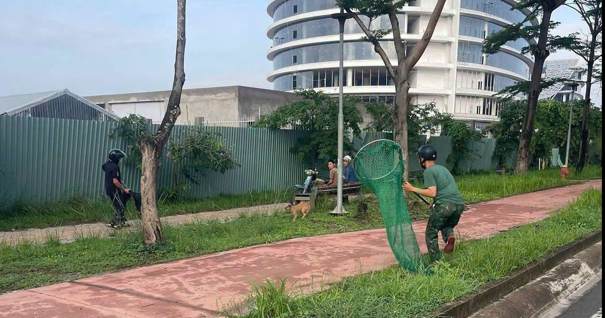 Phường đông dân nhất TP.HCM ra quân bắt chó thả rông tại nhiều xã, phường