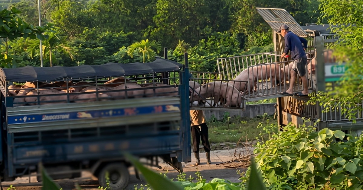 Ăn thịt lợn nhiễm dịch tả lợn châu Phi có thể dẫn đến những nguy cơ gì cho sức khỏe?